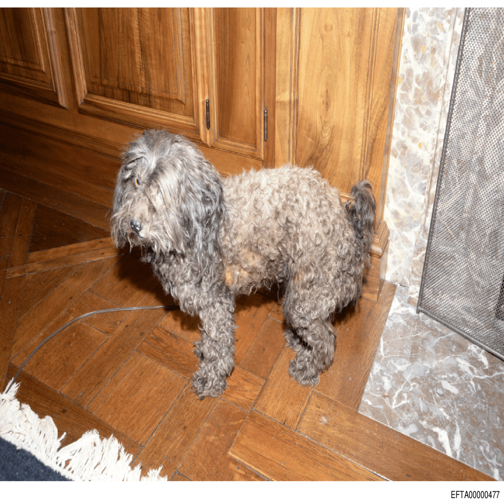 Epstein File EFTA00000477.pdf 2026